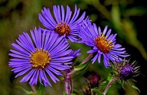 bright blue aster closeup
