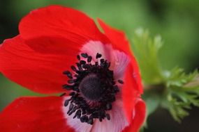 red anemone flower close-up
