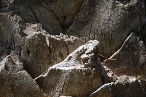 palm tree bark close up