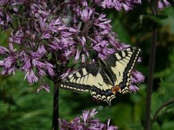 butterfly on purple flowers close