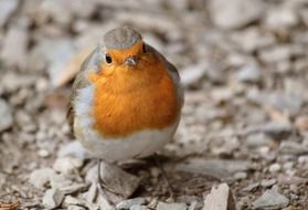 yellow robin bird portrait