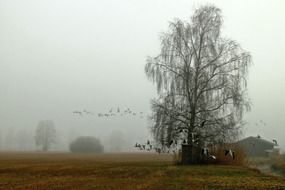 flock of birds fly in fog above countryside at fall