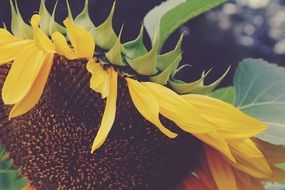 Macro photo of the sun flower