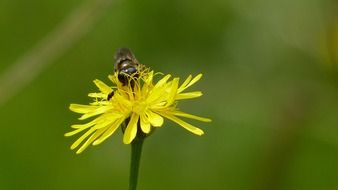 bee pollinating alpine flower