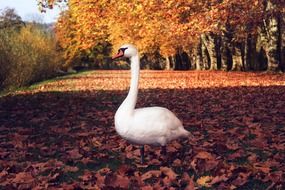 white swan on bright autumn foliage