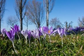 Glade of blue crocuses on a sunny day