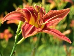 wilted pink lily