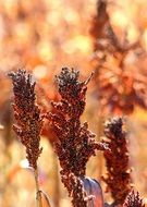 sorghum closeup