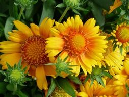 decorative yellow orange sunflowers