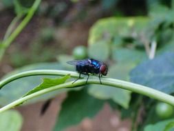 green fly on a plant close-up