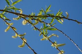 wonderful branch tree