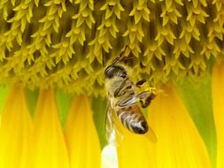 Bee on the sunflower in summer