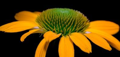 stamens of yellow echinacea