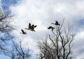 flight of canadian geese