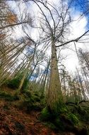 panorama of tall autumn trees in Grizedale