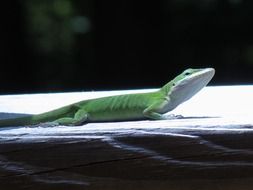 Sunbeams on the lizard