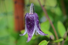 purple lily bud