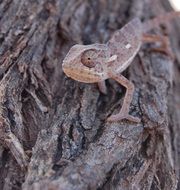 Chameleon on a tree