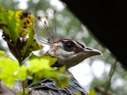 closeup of peacock head