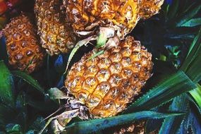 Pineapples are tropical fruits