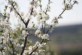 blooming branches of plum tree at blurred background