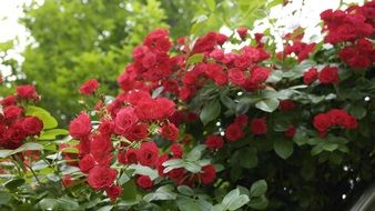 red roses on a bush in the summer in the garden on a blurred background