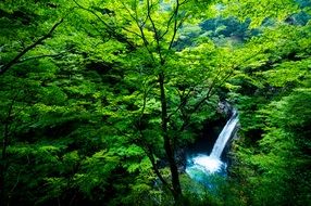 small waterfall in wild green forest