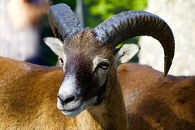 mountain mouflon