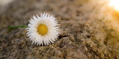 daisy flower blossom sunny close-up