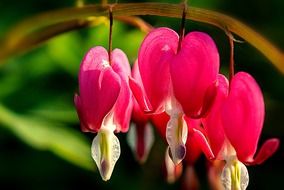 irresistible bleeding heart flower