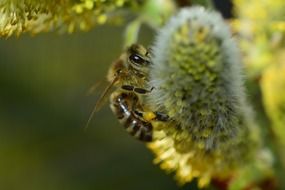 bee on bloom macro photo