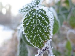 Macro picture of iced crystal leaf