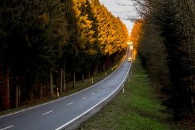 road in the evening forest