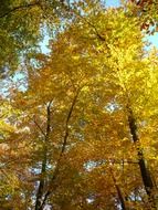 Crown of the tree with the yellow leaves