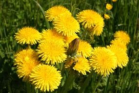 yellow dandelion flower meadow