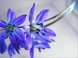 impressive blue flowers