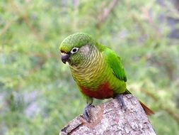 Picture of the tropical bird, tiriba