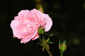 Pale pink rose on the stem