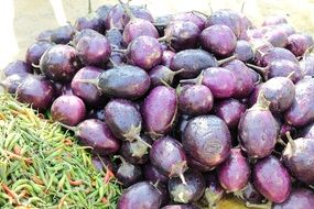 indian eggplant aubergine