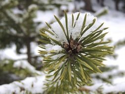 conifer tree branch in snow close up