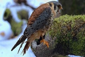 falcon bund hawk on hollow of a tree trunk