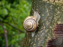 snail on a green tree trunk close up