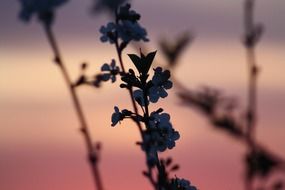 Beautiful and colorful plants spring bloom in the colorful sunset lights