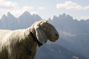 portrait of cute sheep in south tyrol mountains