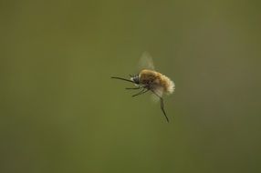 flying bee macro recording