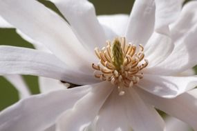 pierre magnol blossom in the spring