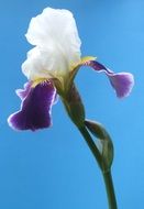 white purple iris flower