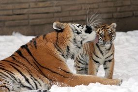 tigress with a cub in the snow