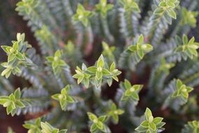 fresh plant green macro nature