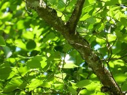 green tree foliage